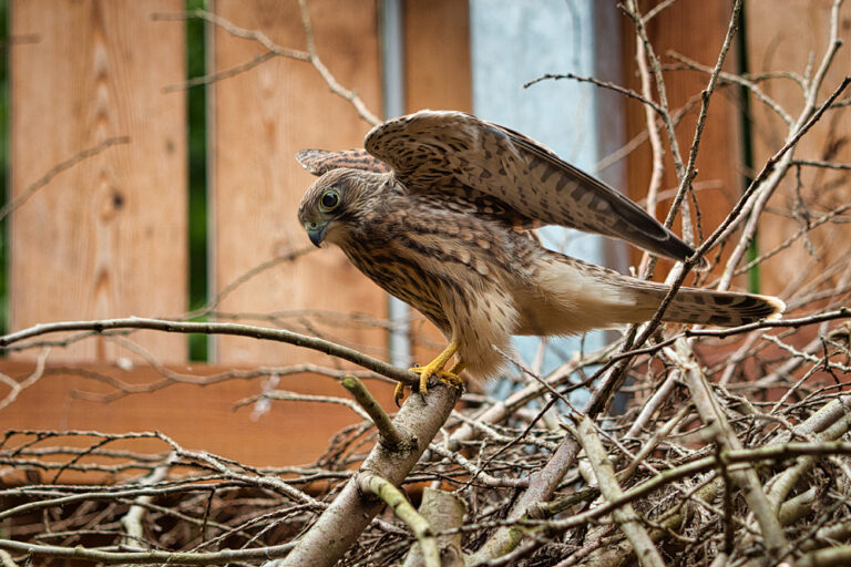 Turmfalke IMG 0845