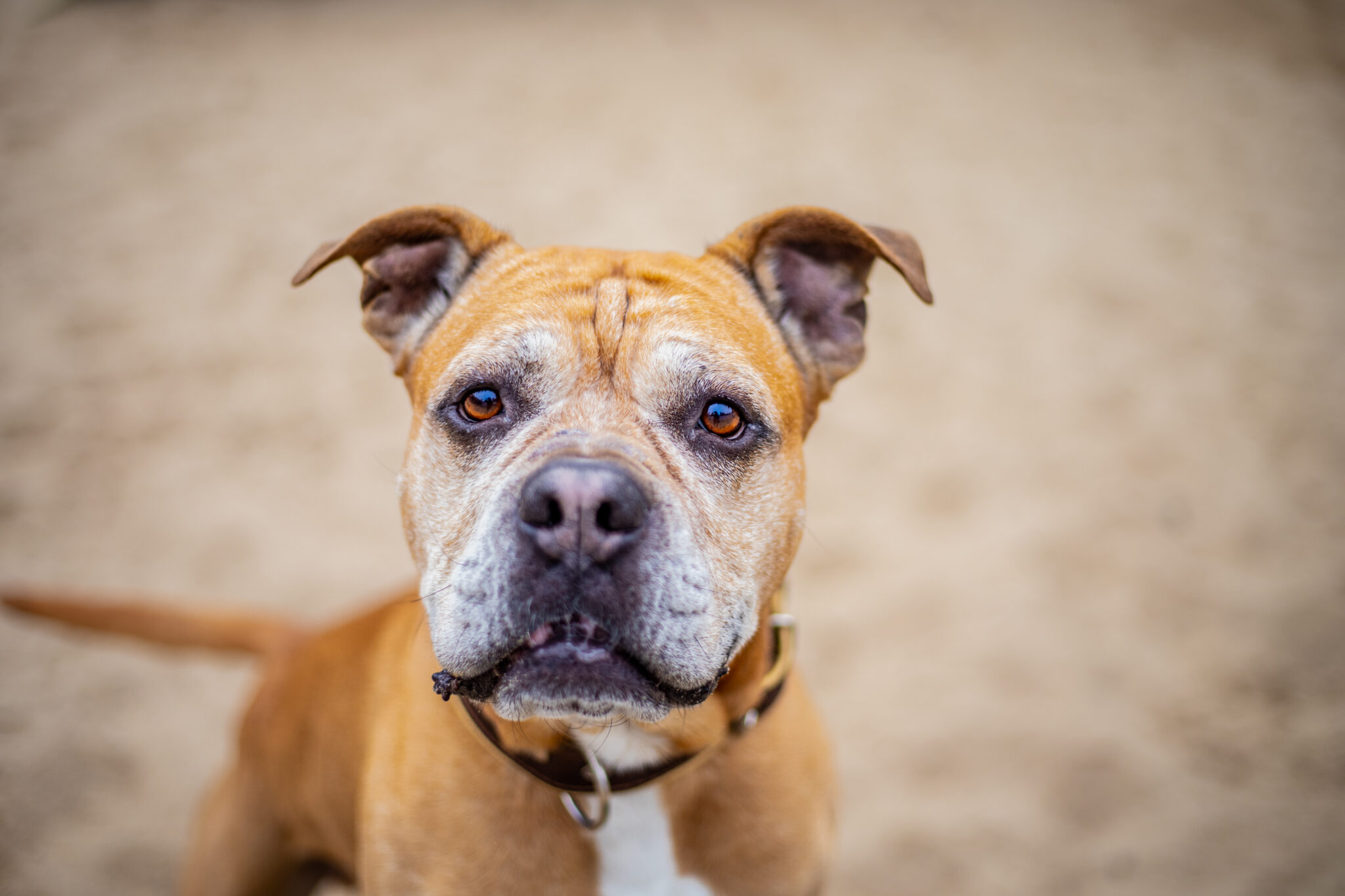 Bruno – Tierheim Uhlenkrog Kiel