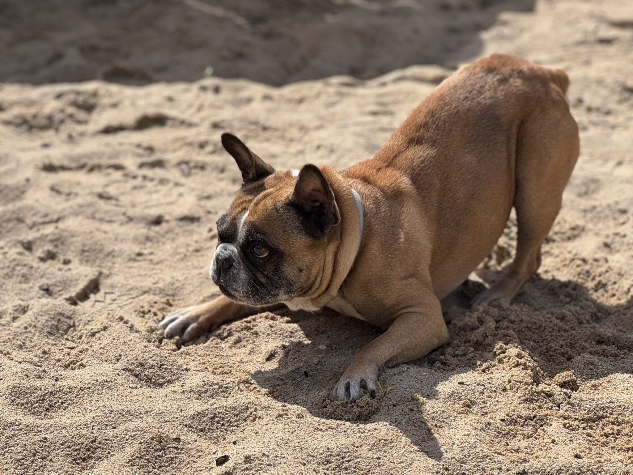Sally (ist bereits – Tierheim Uhlenkrog Kiel