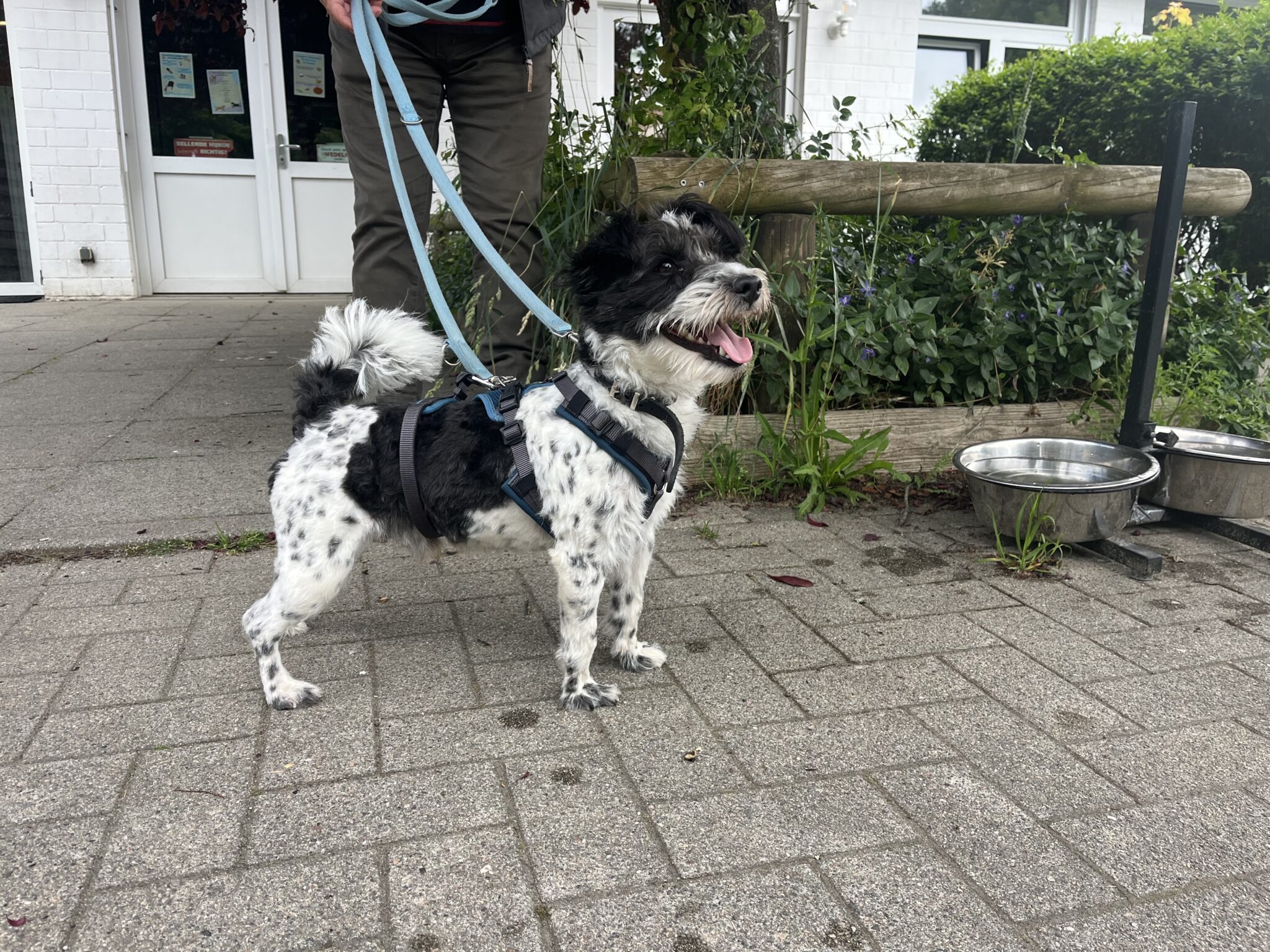 Alfred(ist bereits – Tierheim Uhlenkrog Kiel