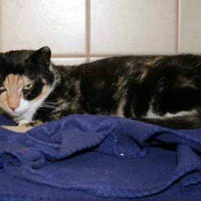 078c74cf160fb15a7af87ae280f35b97