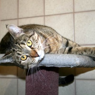 0bf5bc097f33c250825823673984474e