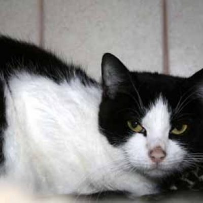 0c84ab19d43307514d9470b51a44e5d3