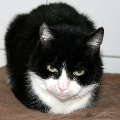 11cd1ea45dca98357889a7571da09df4