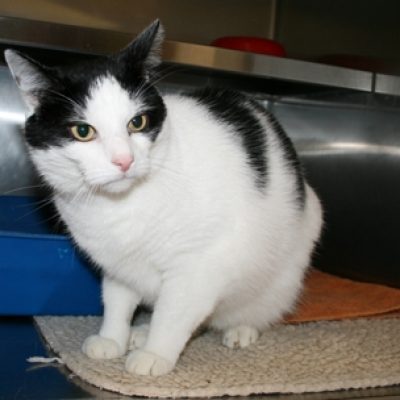 1bd58d5578a772a7d45ae443756a785d