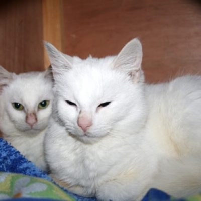 1bda934a648979a3350b8166bf8e7540