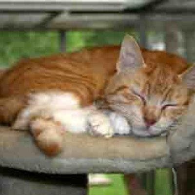 1eaceddaeafef05382c99addbceb2dc8