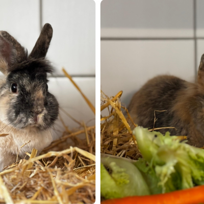 2 Bild Galerie (1200 X 800 Px) (Facebook Werbeanzeige) (1) 2 Bild Galerie (1200 X 800 Px) (Facebook Werbeanzeige) (1)