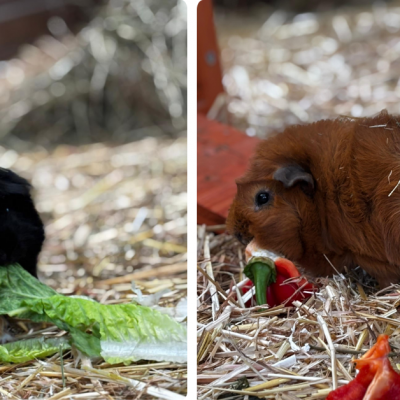 2 Bild Galerie (1200 X 800 Px) (Facebook Werbeanzeige) (2) 2 Bild Galerie (1200 X 800 Px) (Facebook Werbeanzeige) (2)