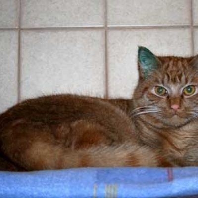 21f17c9e863ce68047046a2d88bbdae5