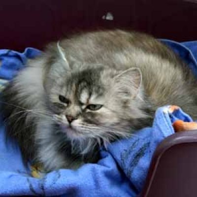 242a68bb1034576b0ba92e3912e97f74