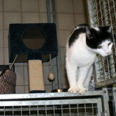 24ac8218ec2db84c29be7b837cf10e26