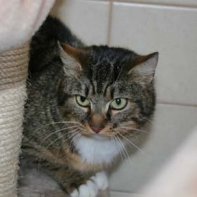 24da9ff4342a3a894f3094d672e8dd18