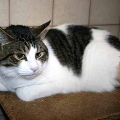 295172a46e67c0b91ccb4cc4b70def39