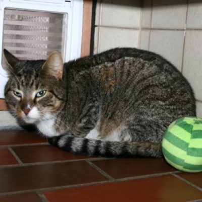 29666f18c8ad683bd36c77f4cd10ec88