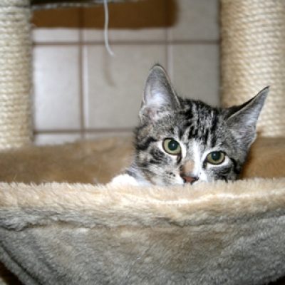 29d498be4e0bb0709ac89eca1ec7a851