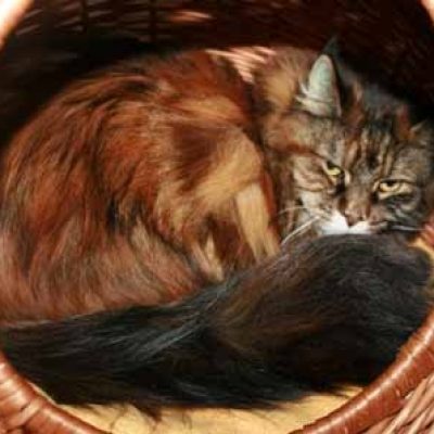 2a7c5a55d24475c5674a6cabf9d5e3d4