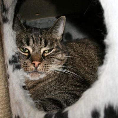 31e201d3d2f56c5aed4c0c6d72396563