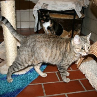 366b69d5a2be3152ac571d6c0b4cf068