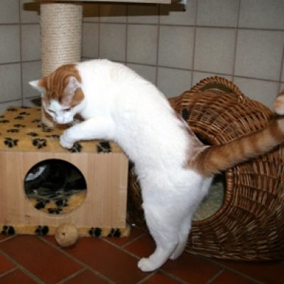 366f01a4eda9968fe14aabfaade9ef2b