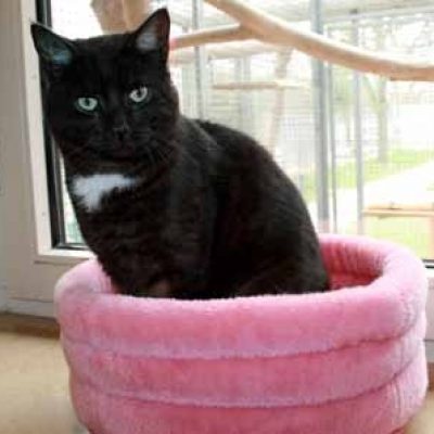 395c3c70224038c00686bf879a81a1ca