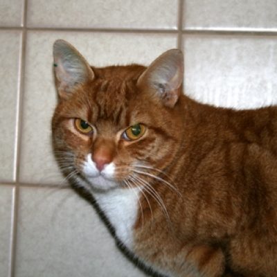 3aa0dd096e2d3a6fbc4c3a4c7dea6188