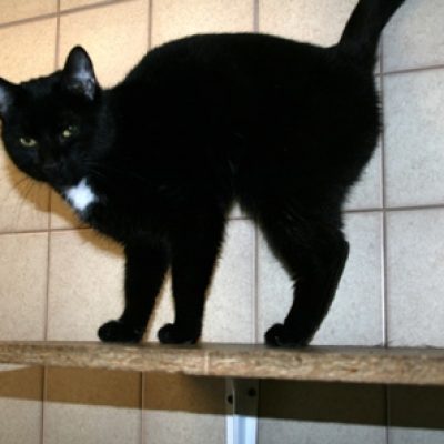 3badcacdb649d664d43a07493b4900e1