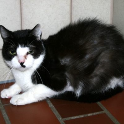 3dc8d8b92f8ced08cddec721cf805abd