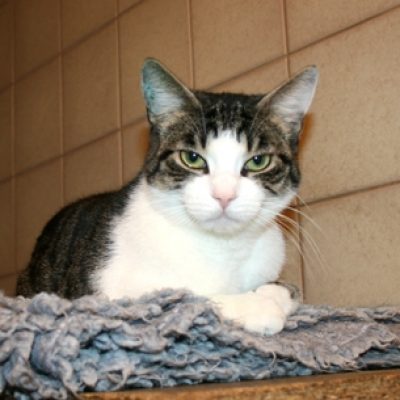 3de303a43620aac779205f8a1027a16c