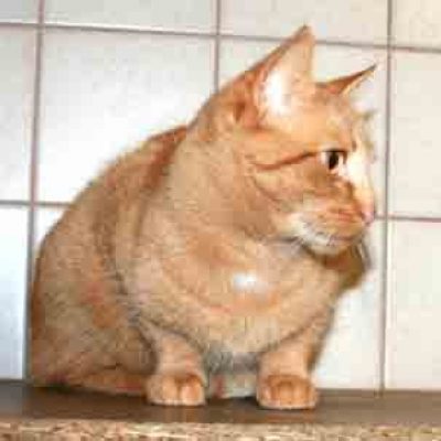 40abace1e6fdee9e13d15a48d298b3f3