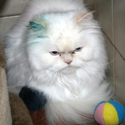 40eea965efdcfb7f2cf48e2873e29681