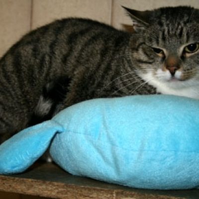 45171765ee5f1bee90247be4c4ed48c0