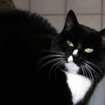 46dab725dcec21832ff6fc55e05fcea7