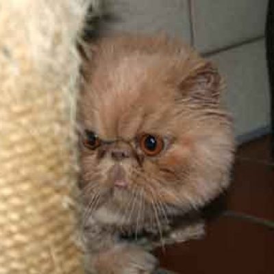 473dc68f99076b0bcf5ab14122807f25