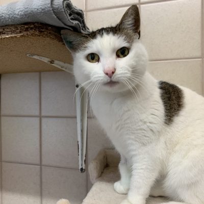 4a565e07af339396856f66687cdff581