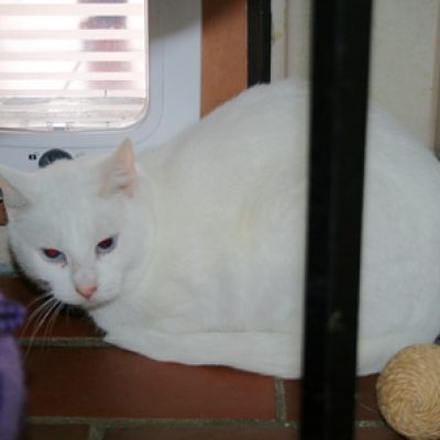 4bdefd0ccc884b69ab8e23af52af4cb4