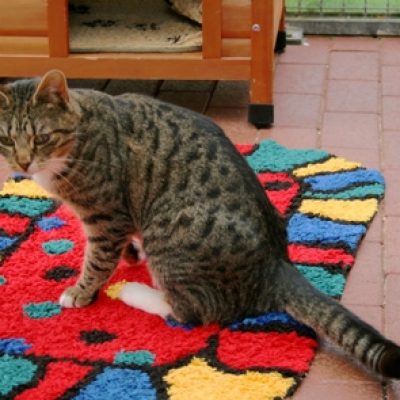 4ca31a130c30c3ccbb0332992bd3b406