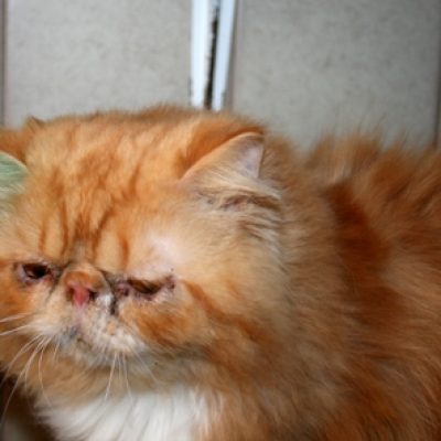 4e7a5dede60293780b0c25f1a9827800