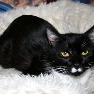 4fa5d681d6835b873b1693220ef238ad