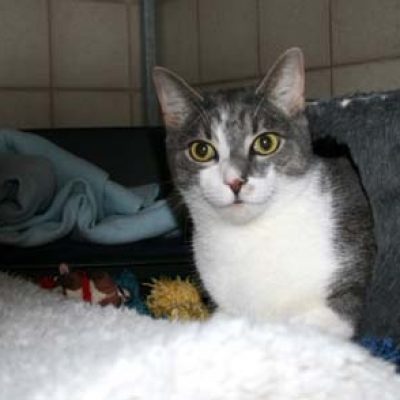 5031e263a4a258791d6306b2d3d9dbf6