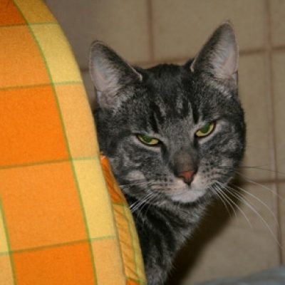 5459fdebc623d8908312fbf56cc3b92a