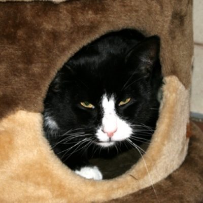 54850b08ed0b019d42f1dfc4b738fde9