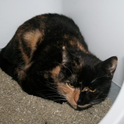 568c3554064f88745a0582ae1be9a3c8