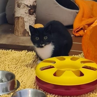 5991b7f1e751de9f7271cba41c80955d