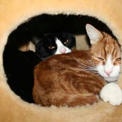 5d0d2750716e738f2766606b51a6b57c