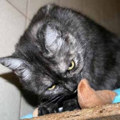 64cc39b77ed73850331f330b81fb3b3f