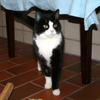 6a8574511dfb9ef2651e4a022f9ab6c5