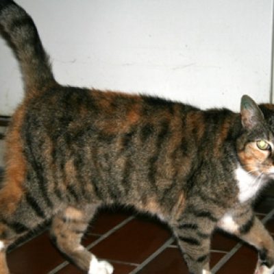 6c39066c758066595ea0d8d8c07e632a