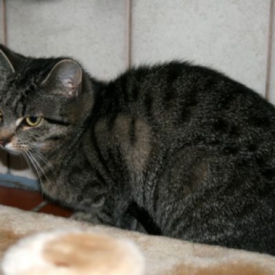 6dc6fb6df728ae7dd216f54153f14935