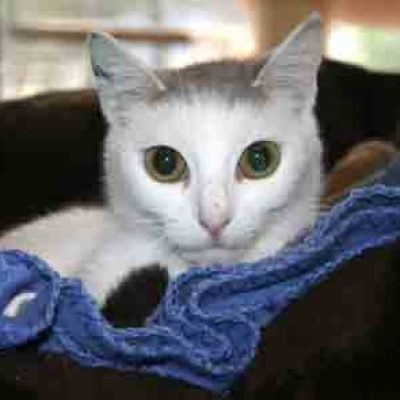 6dfc868ecccfc66f6592d0a6b7e266ba